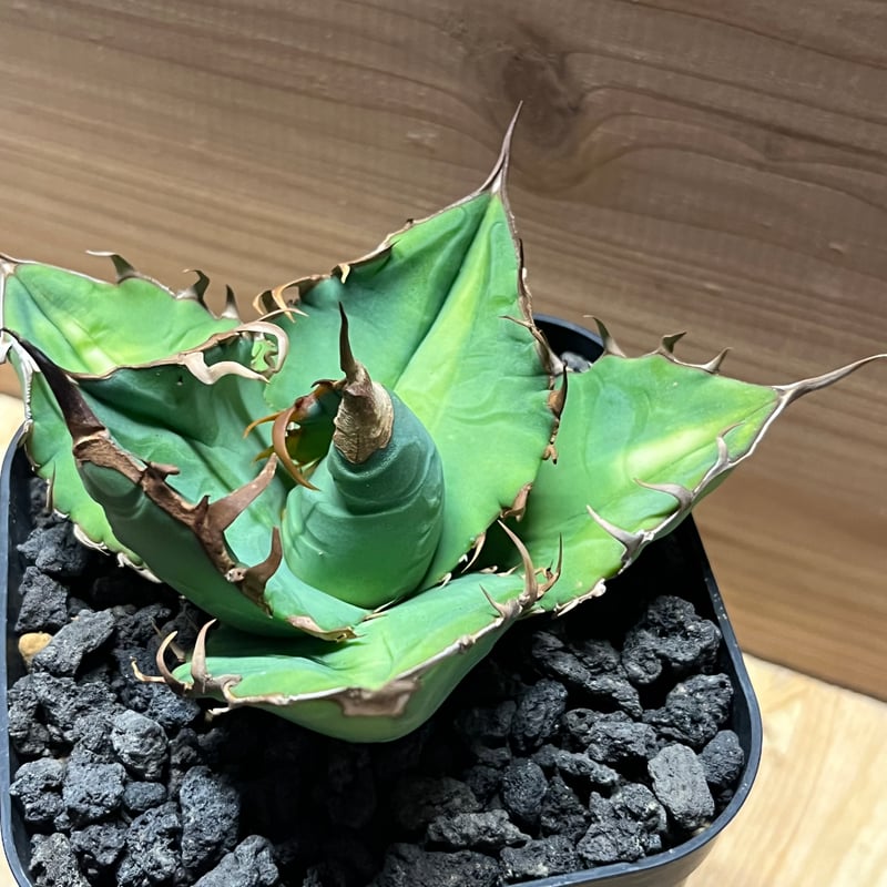 アガベ チタノタ EU ゴジラ | GREEN LUCK