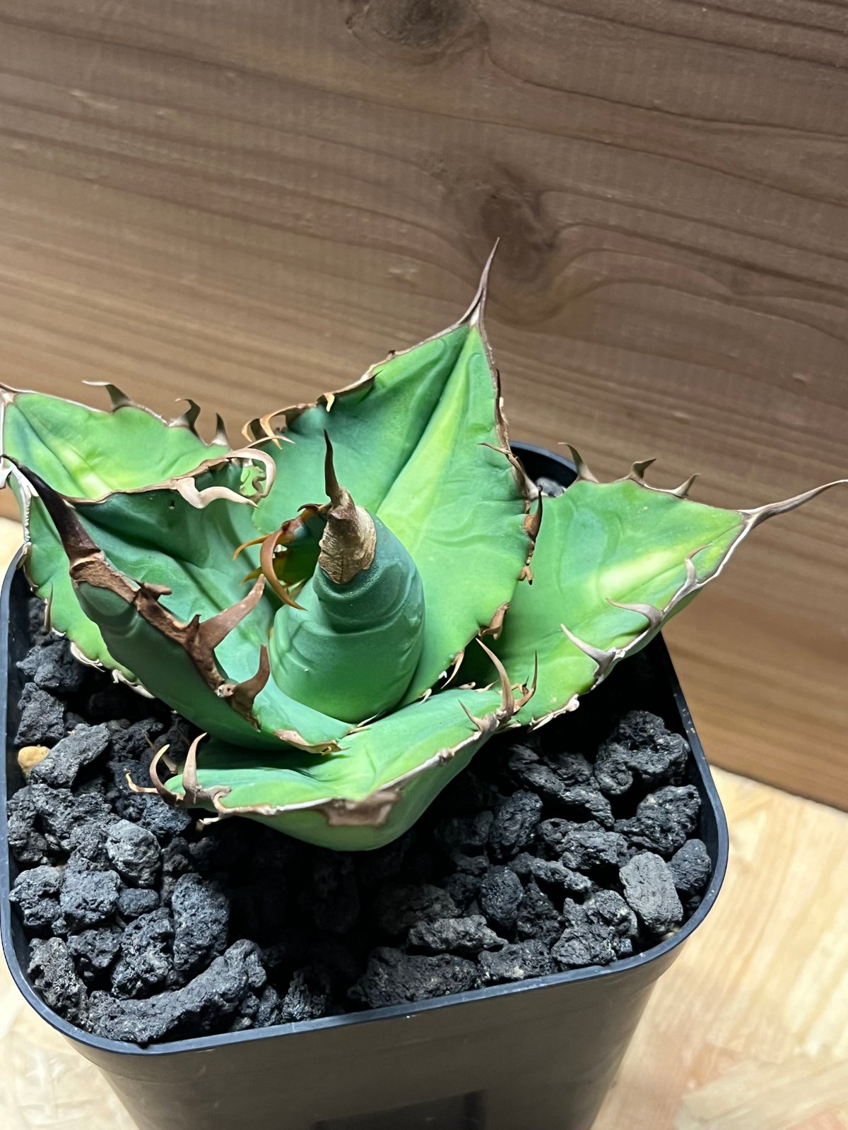 【大幅値引中】親株サイズ EU ゴジラ アガベ チタノタ 大幅値引中】親株サイズ EU ゴジラ アガベ チタノタ