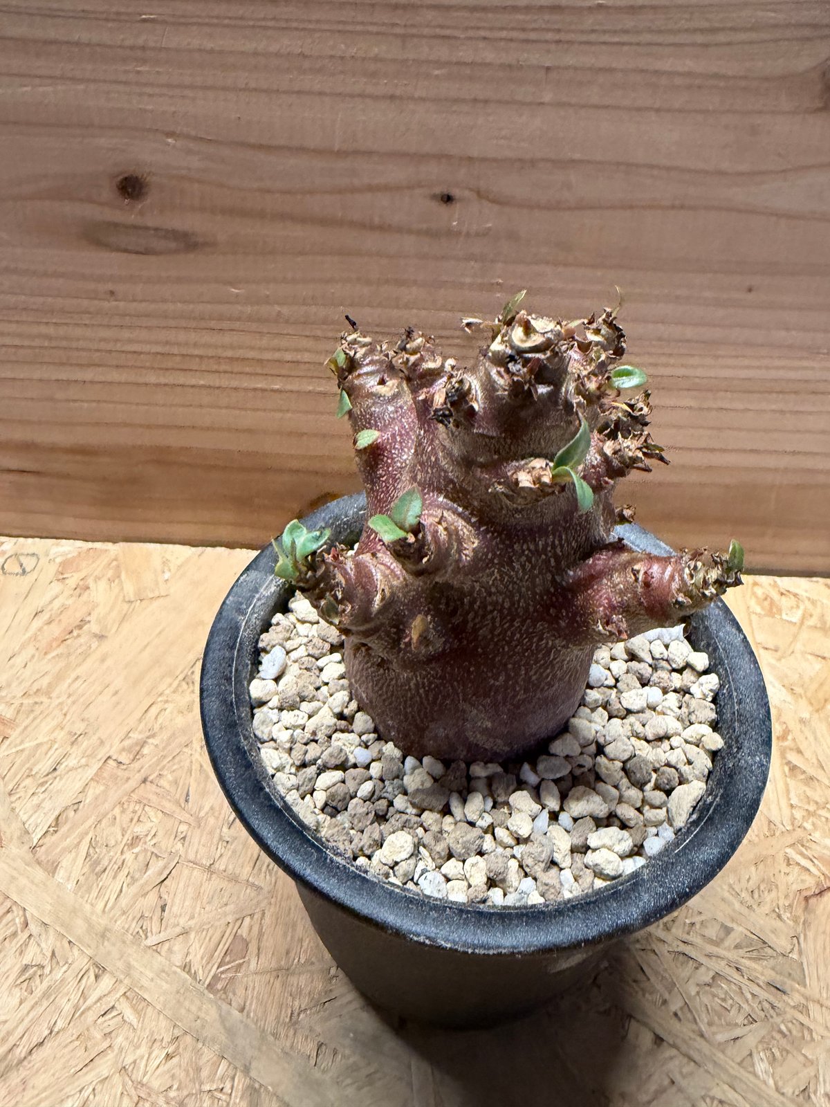【ブラックスキン/ドワーフ 】アデニウム アラビカム ワンガンルアンダム鉢植え アデニウム アラビカム 'ブラックスキン' | GREEN LUCK