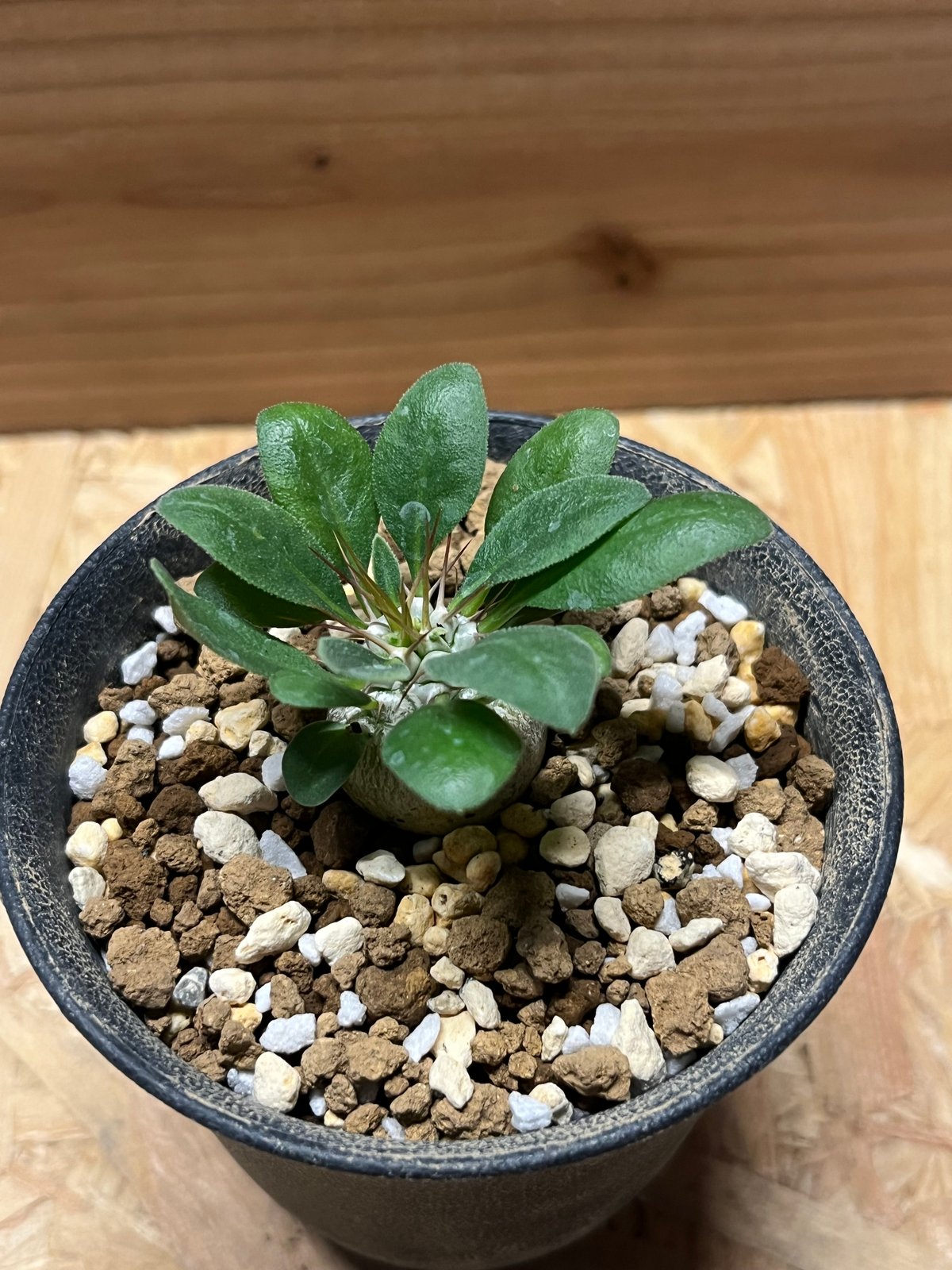 パキポディウム　ナマクアナム　光堂　実生株⑤ Pachypodium namaquanum【パキポディウム・ナマクアナム・光堂
