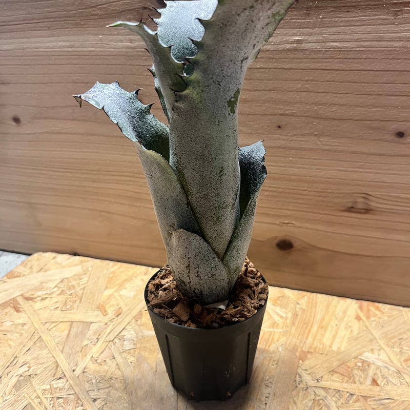 ホヘンベルギア サンドラズマウンテン | GREEN LUCK