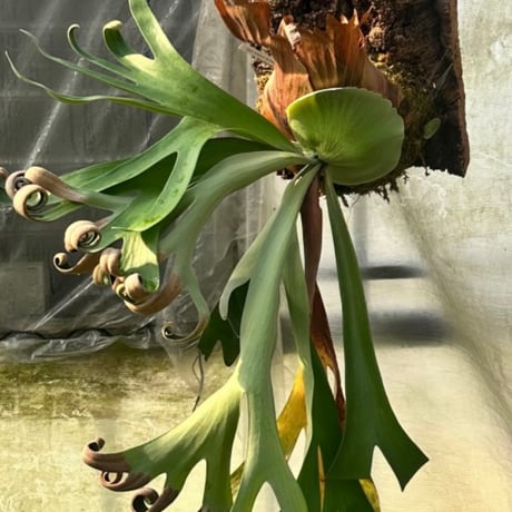 m様専用ビカクシダ フーンシキ GREEN LUCK