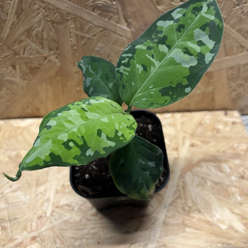 アグラオネマ ピクタム トリカラー | GREEN LUCK