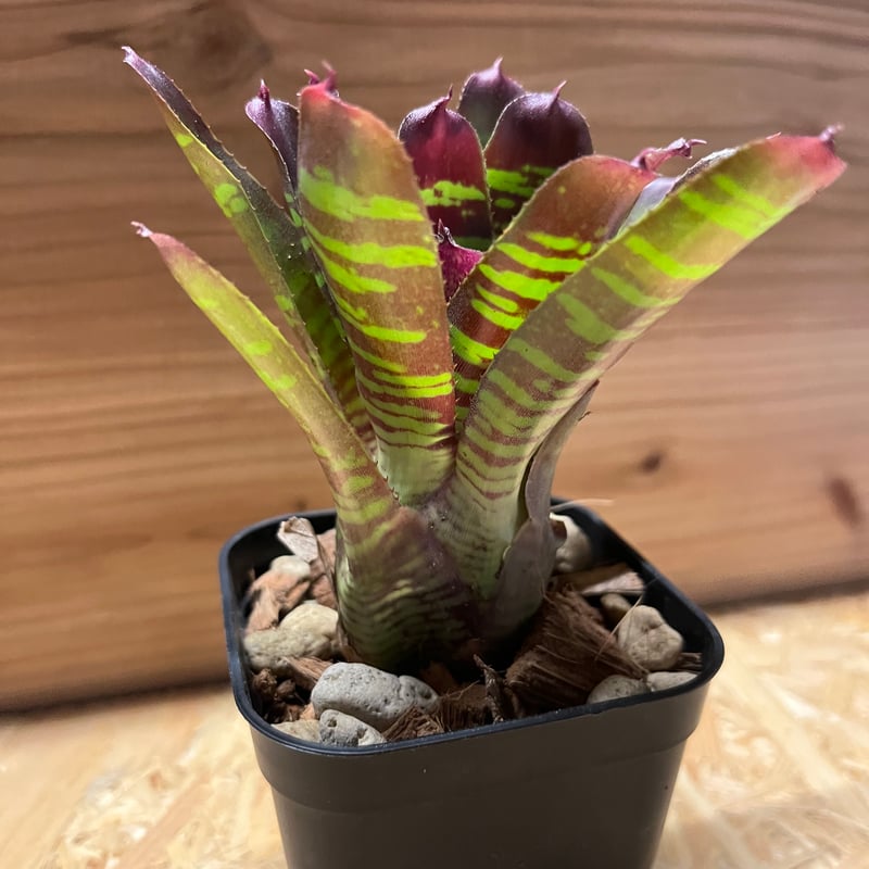 ネオレゲリア レイマヌ | GREEN LUCK