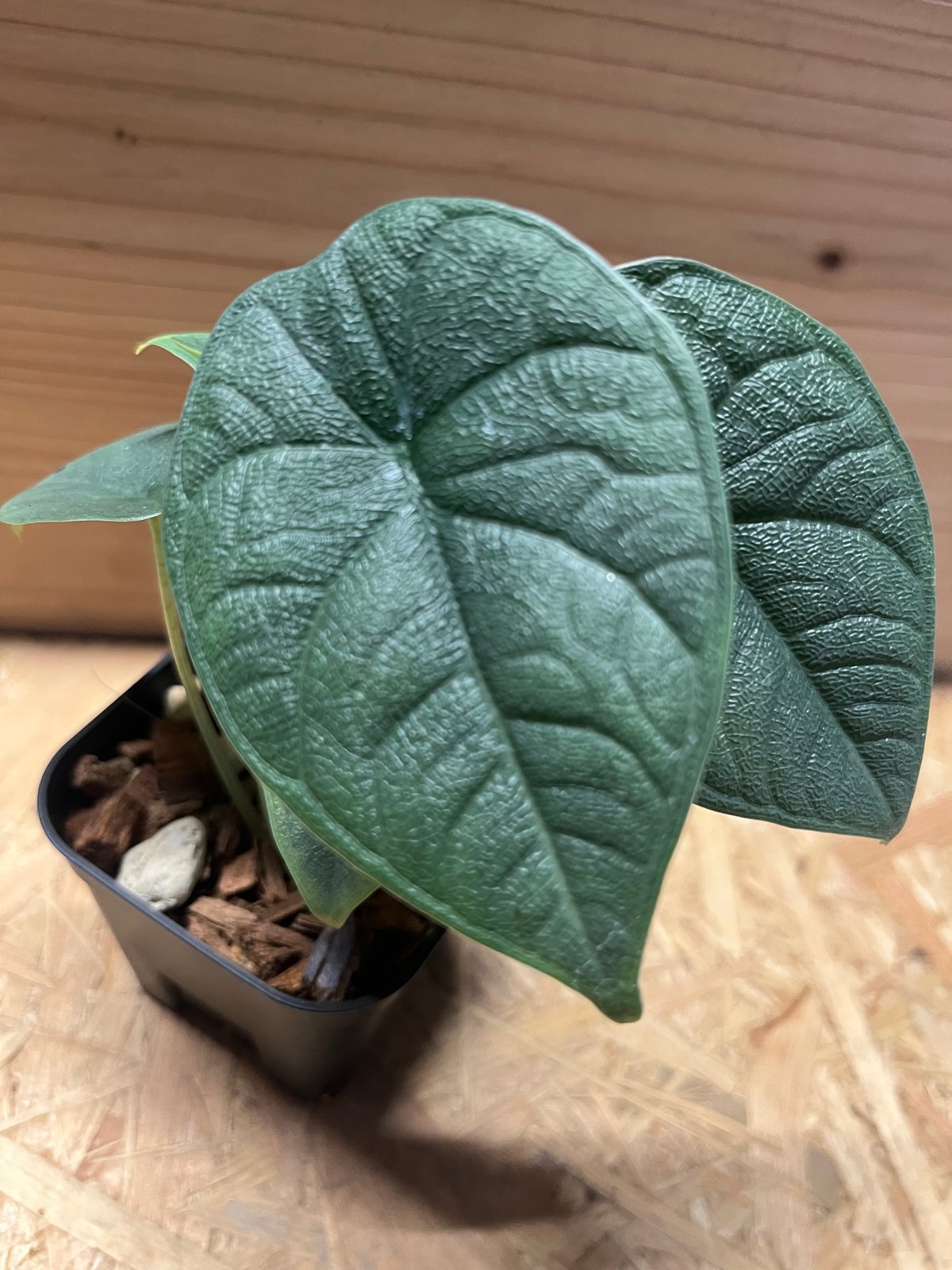 アロカシア メロ オーレア alocasia フラワー・ガーデニング アロカシア メロ オーレア