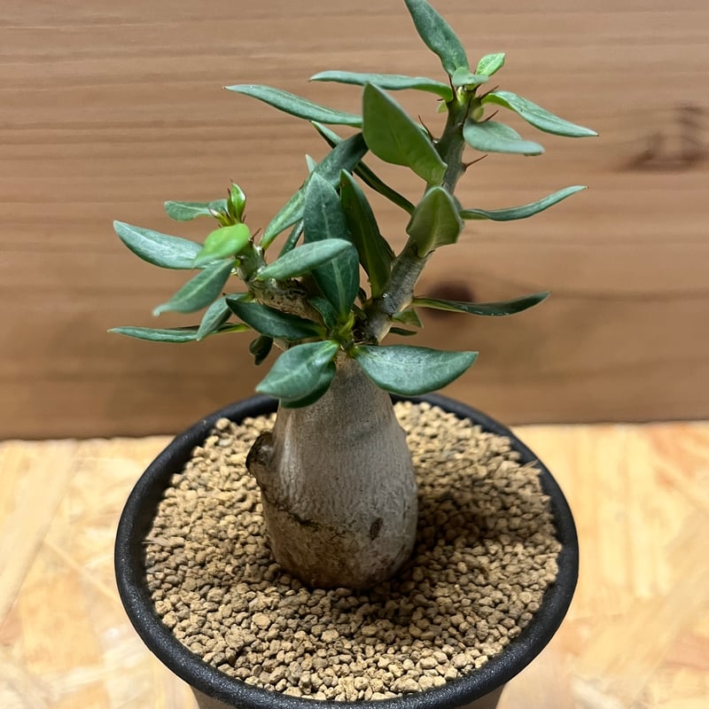 パキポディウム ビスピノーサム | GREEN LUCK