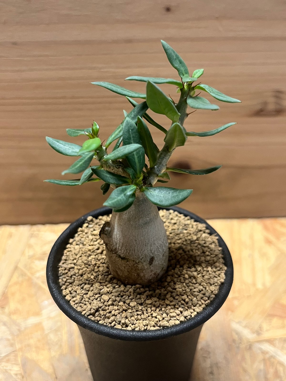 パキポディウム ビスピノーサム | GREEN LUCK