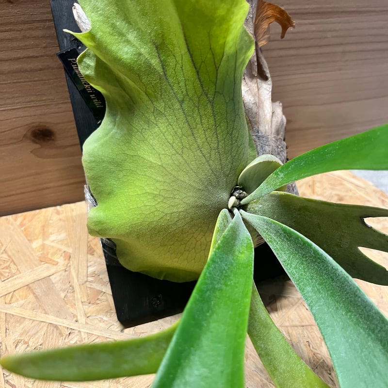 ビカクシダ ウィリンキー ワイルド | GREEN LUCK