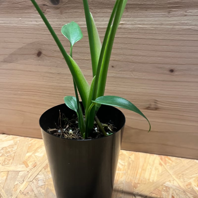 バールマルクスフレーム モンステラ バールマルクスフレーム