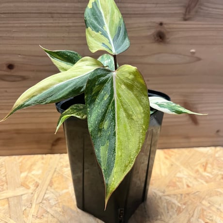 「Pierre Max」超希少な★フィロデンドロン　ハイブリッド★斑入り 🦍 -TGK-r50404- 🦍 /Philodendron joepii variegated