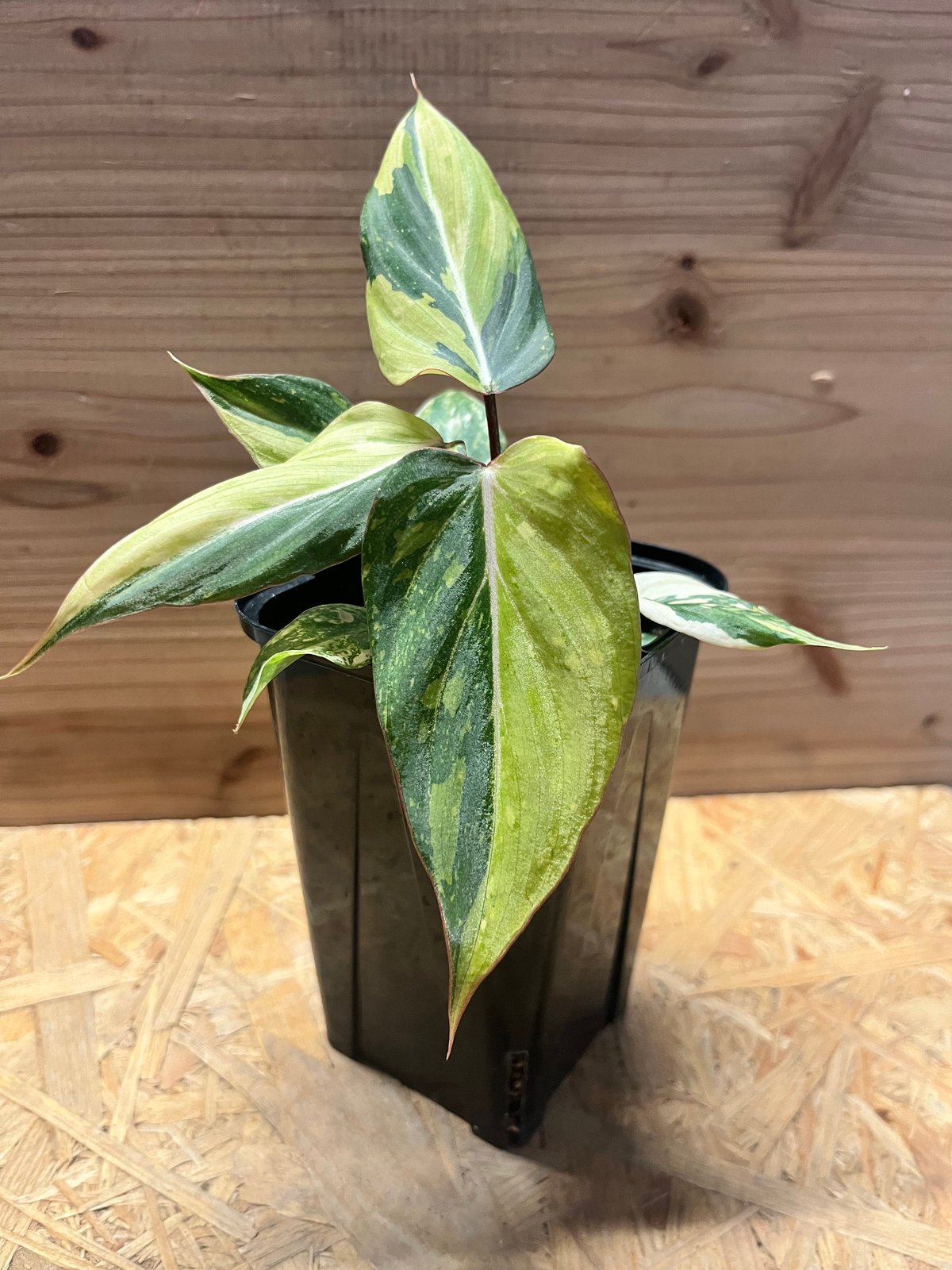 フィロデンドロン グロリーオサム 'トリカラー' | GREEN LUCK