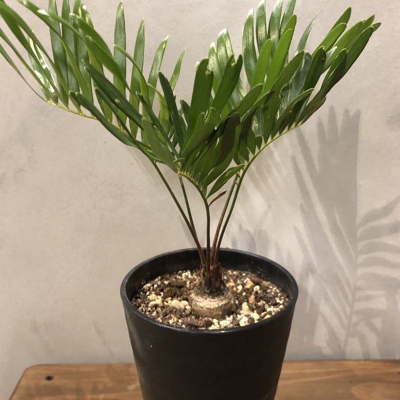 ザミア　フロリダーナ ザミア・フロリダーナ - REN online shop