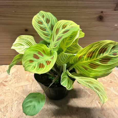 マランタ | STORES