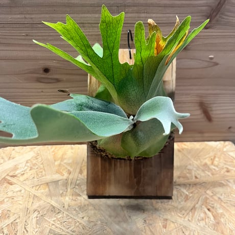 ビカクシダ | STORES