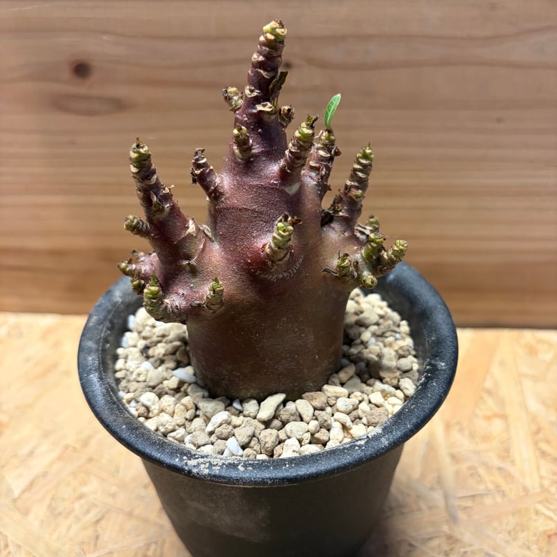 【ブラックスキン/ドワーフ 】アデニウム アラビカム ワンガンルアンダム鉢植え アデニウム アラビカム 'ブラックスキン' | GREEN LUCK