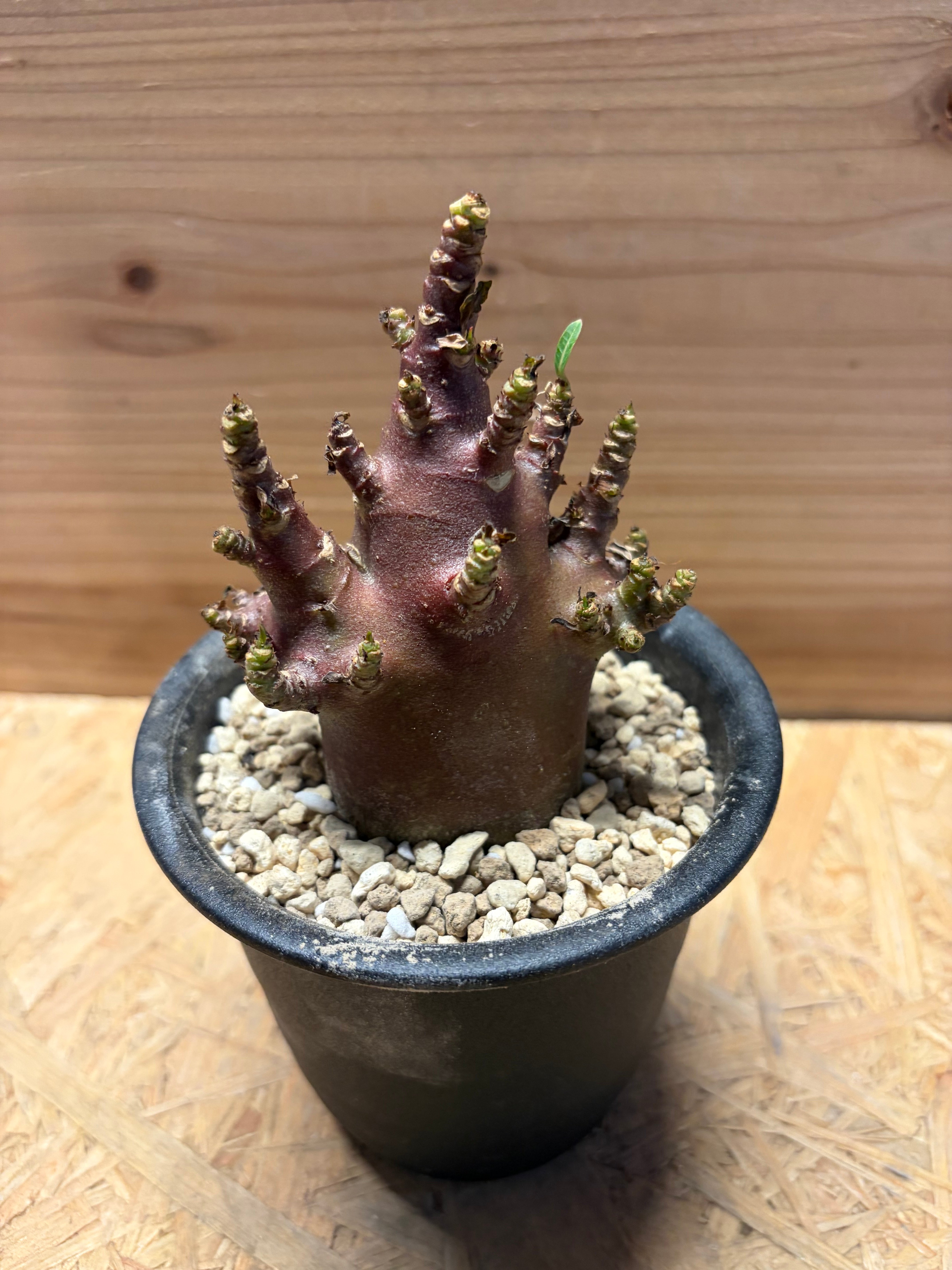 【激レア/ブラックスキン/極太 】アデニウム アラビカム ガラメー G-6鉢植え アデニウム アラビカム 'ブラックスキン' | GREEN LUCK