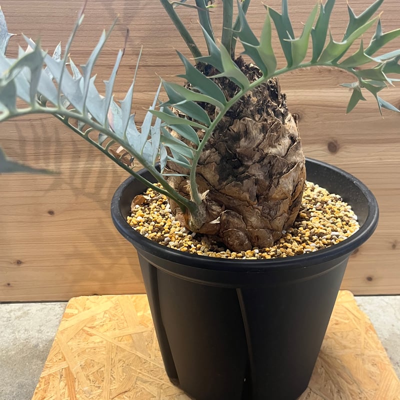 エンセファラルトス ホリダス | GREEN LUCK