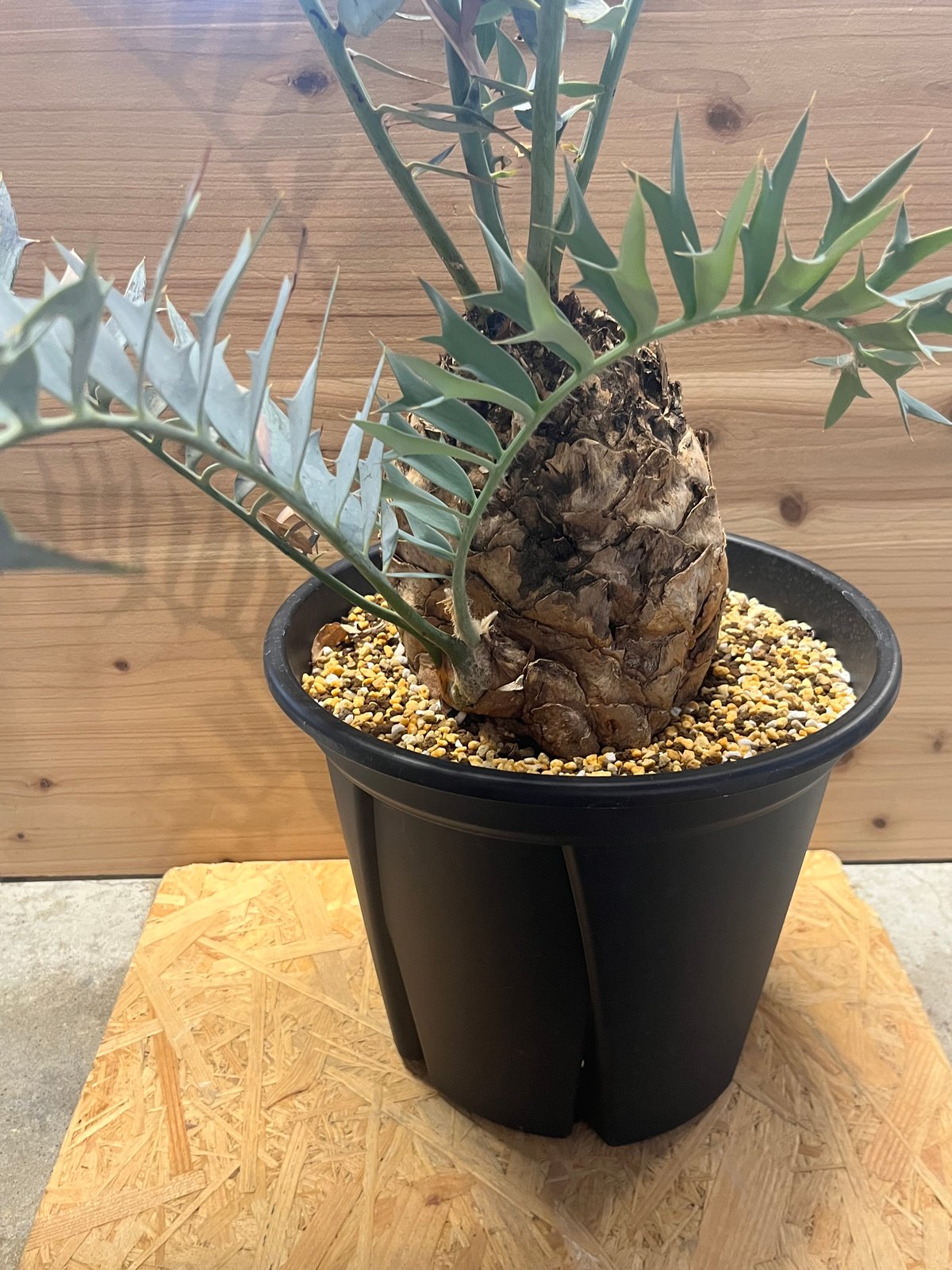 エンセファラルトス　ホリダス　ソテツ　南アフリカ IMG_4097.jpg