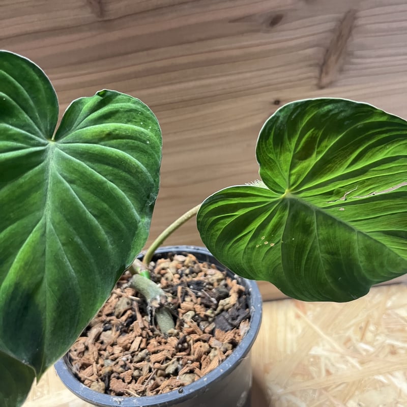 フィロデンドロン ベルコーサム コスタリカ | GREEN LUCK