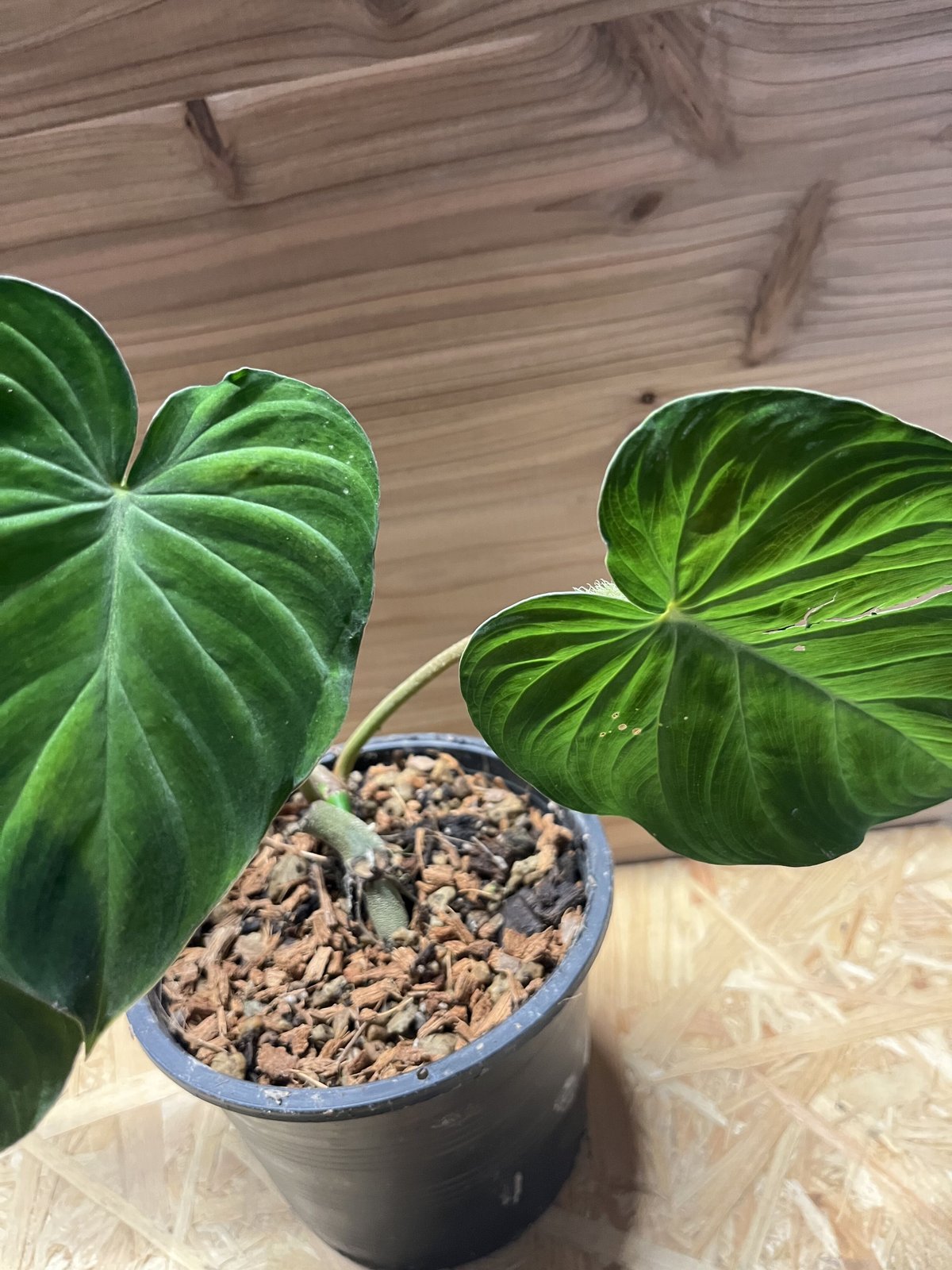 フィロデンドロン ベルコーサム コスタリカ | GREEN LUCK