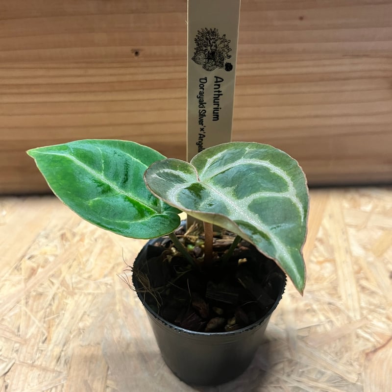 アンスリウム　レッドクリスタル×ドラヤキ アンスリウム ドラヤキシルバー×エンジェルズドリーム×レッド