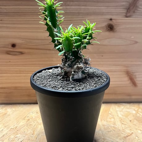 ユーフォルビアムランジーナ | STORES