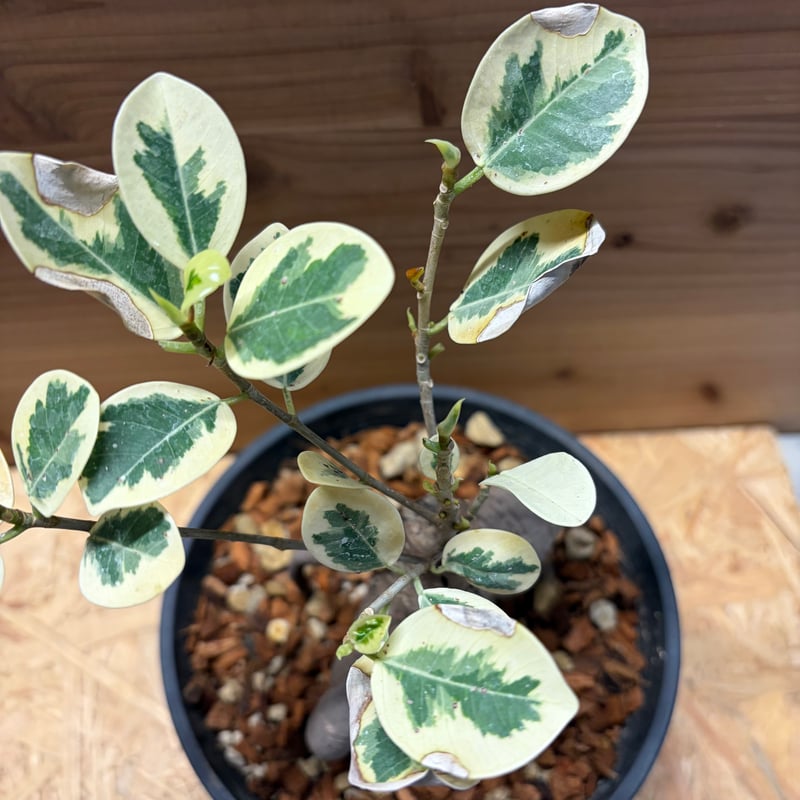 【安心の発根済株/鉢込】 斑入り パンダガジュマル L*n様 【安心の発根済株/接木/鉢込】斑入り パンダガジュマル 白多め L