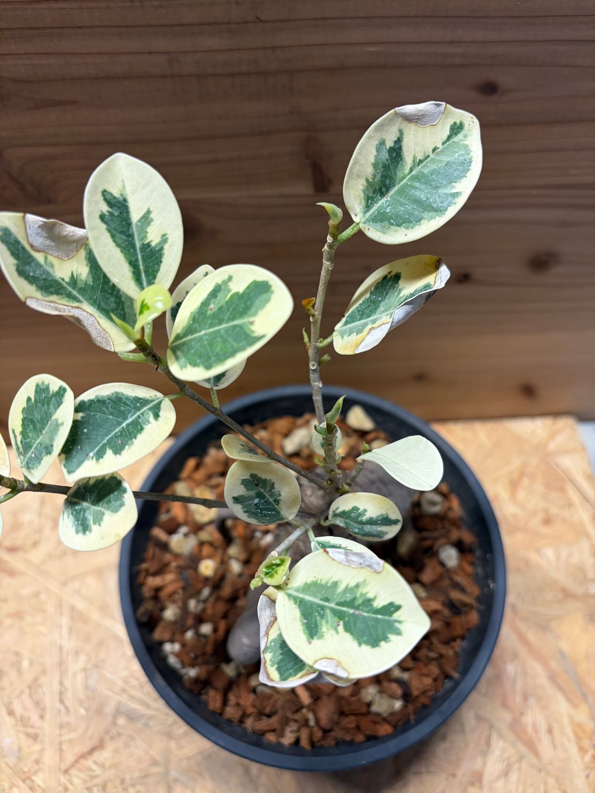 パンダガジュマル 斑入り | GREEN LUCK