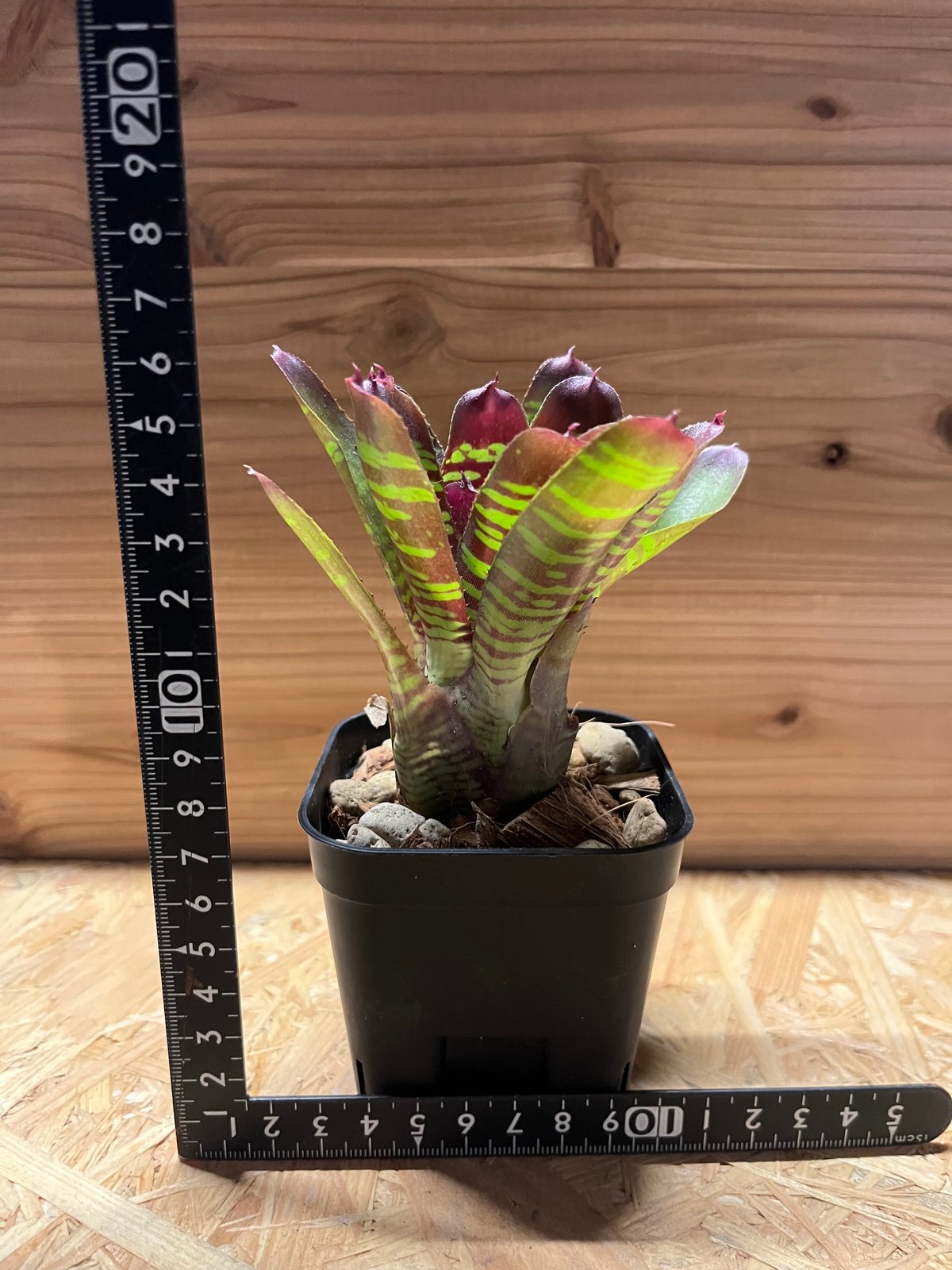 ネオレゲリア レイマヌ | GREEN LUCK