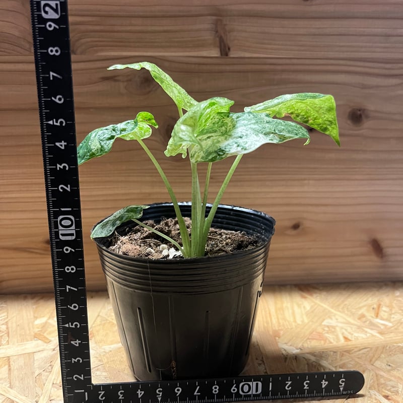 アロカシア オドラ バティック　斑入り(一株から子株9)個 059923a57c2ac694c95d6b0618c20a