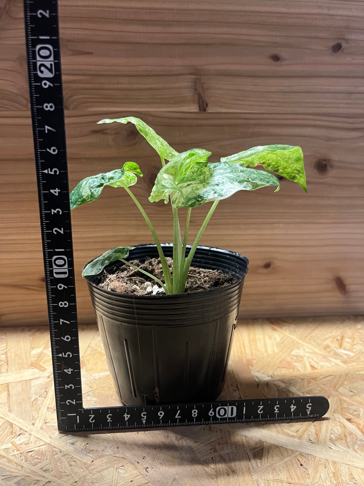 アロカシア オドラ バティック　斑入り(一株から子株9)個 アロカシア オドラ バティック 斑入り(一株から子株9)個