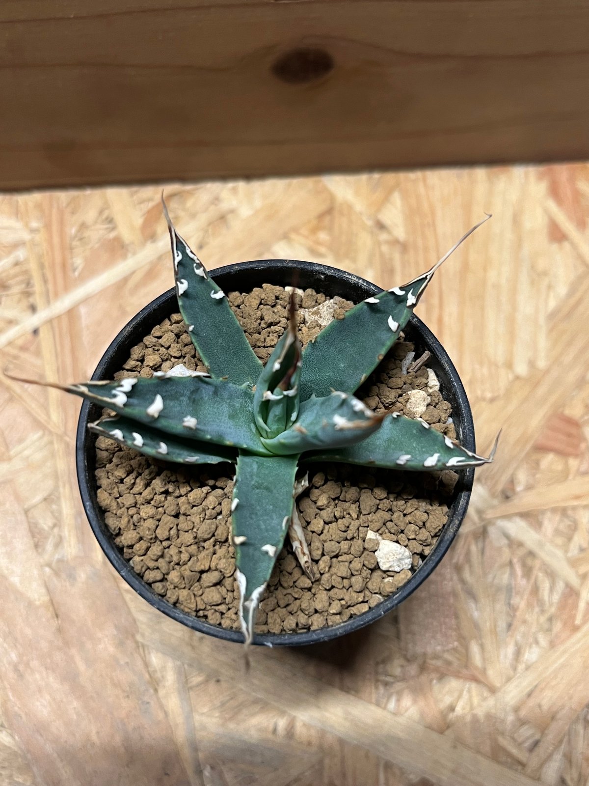 アガベ ユタエンシス エボリスピナ 実生 | GREEN LUCK