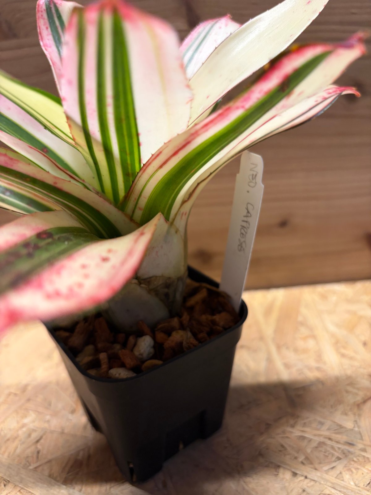 珍品Neoregelia 'Caprese' ネオレゲリア'カプレーゼ' リサ作 ネオレゲリア 'カプレーゼ' | GREEN LUCK