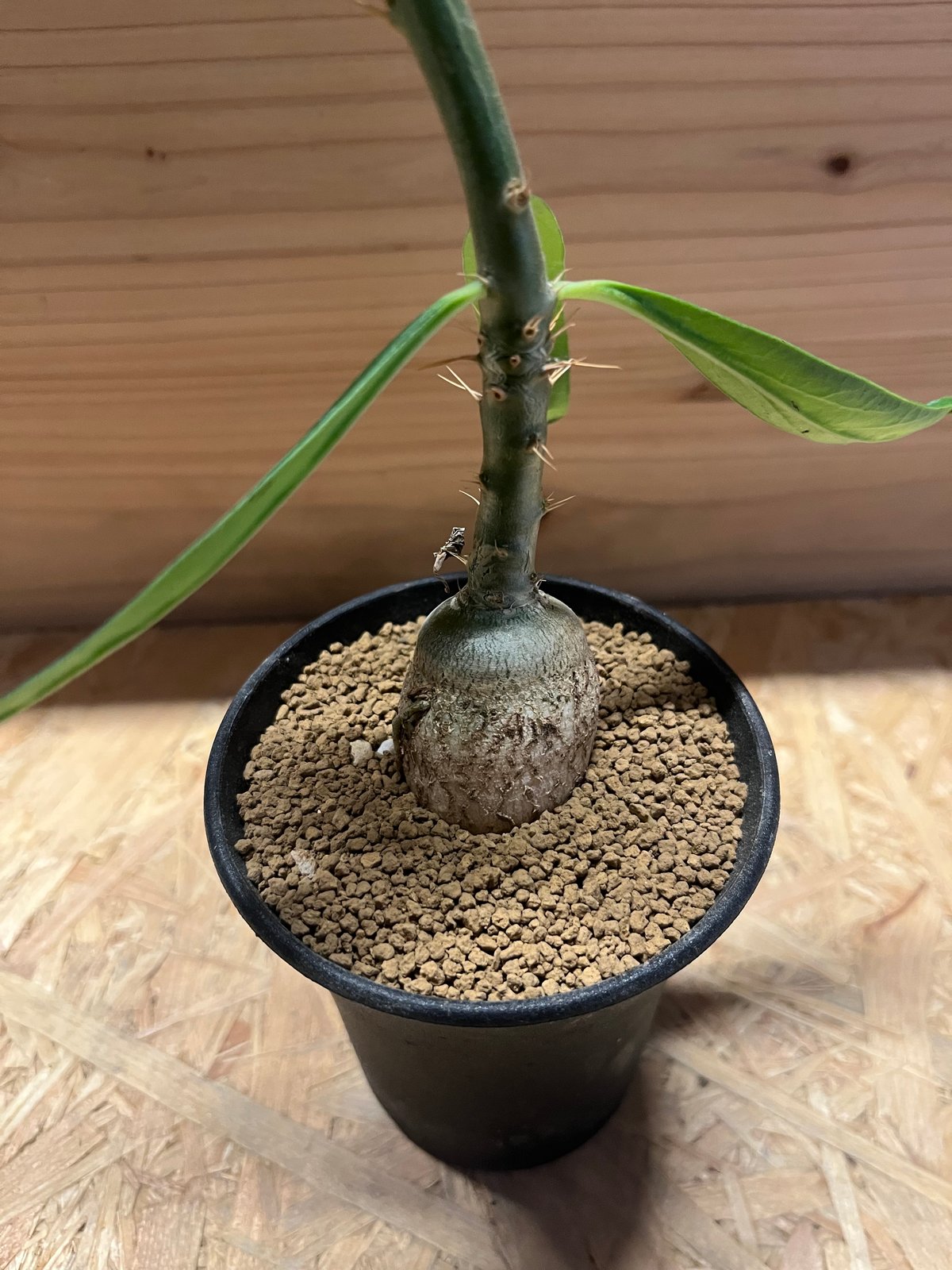 パキポディウム サキュレンタム | GREEN LUCK