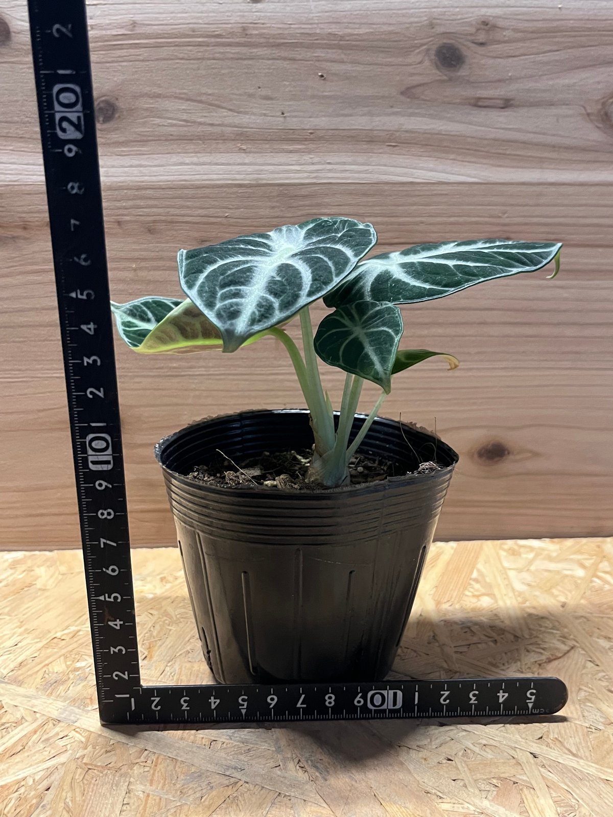 アロカシア ニンジャ | GREEN LUCK