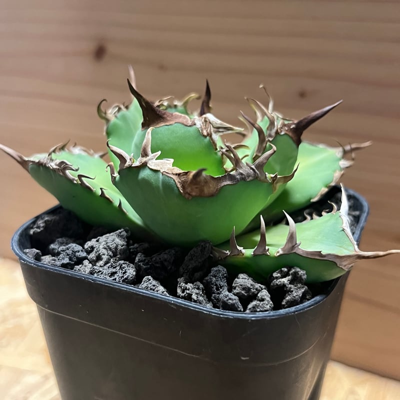激シブ！大株！アガベ マクロアカンサ 鉢ごと発送 サボテン 多肉植物