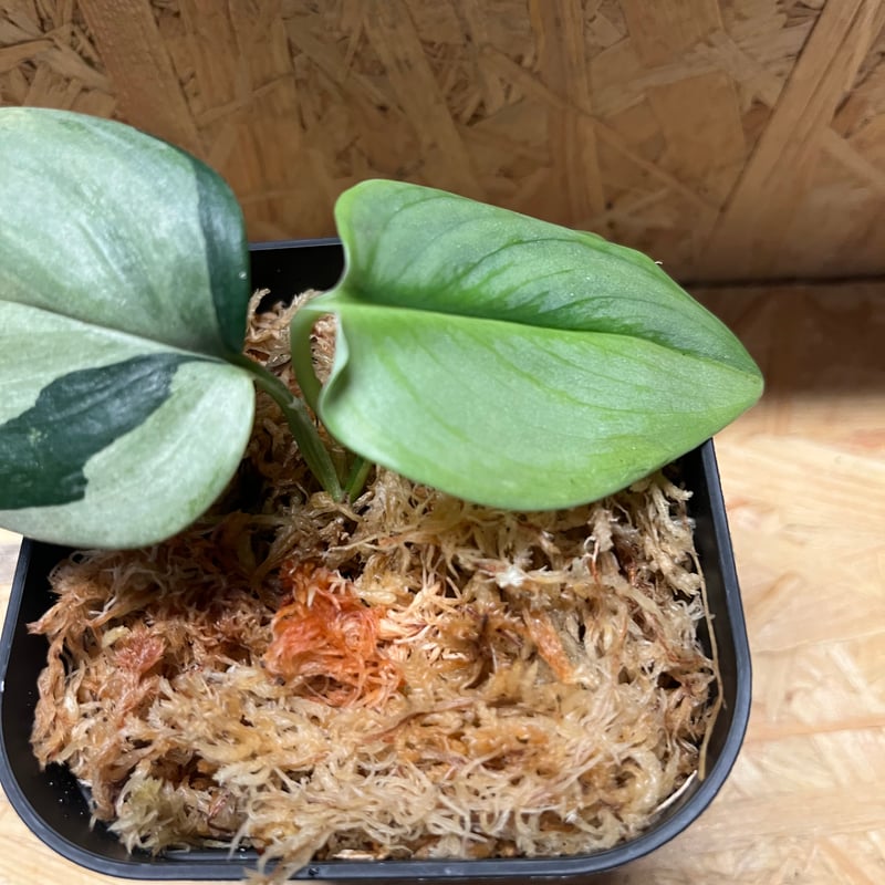 スキンダプサス ルビコン シルバーオンシルバー | GREEN LUCK