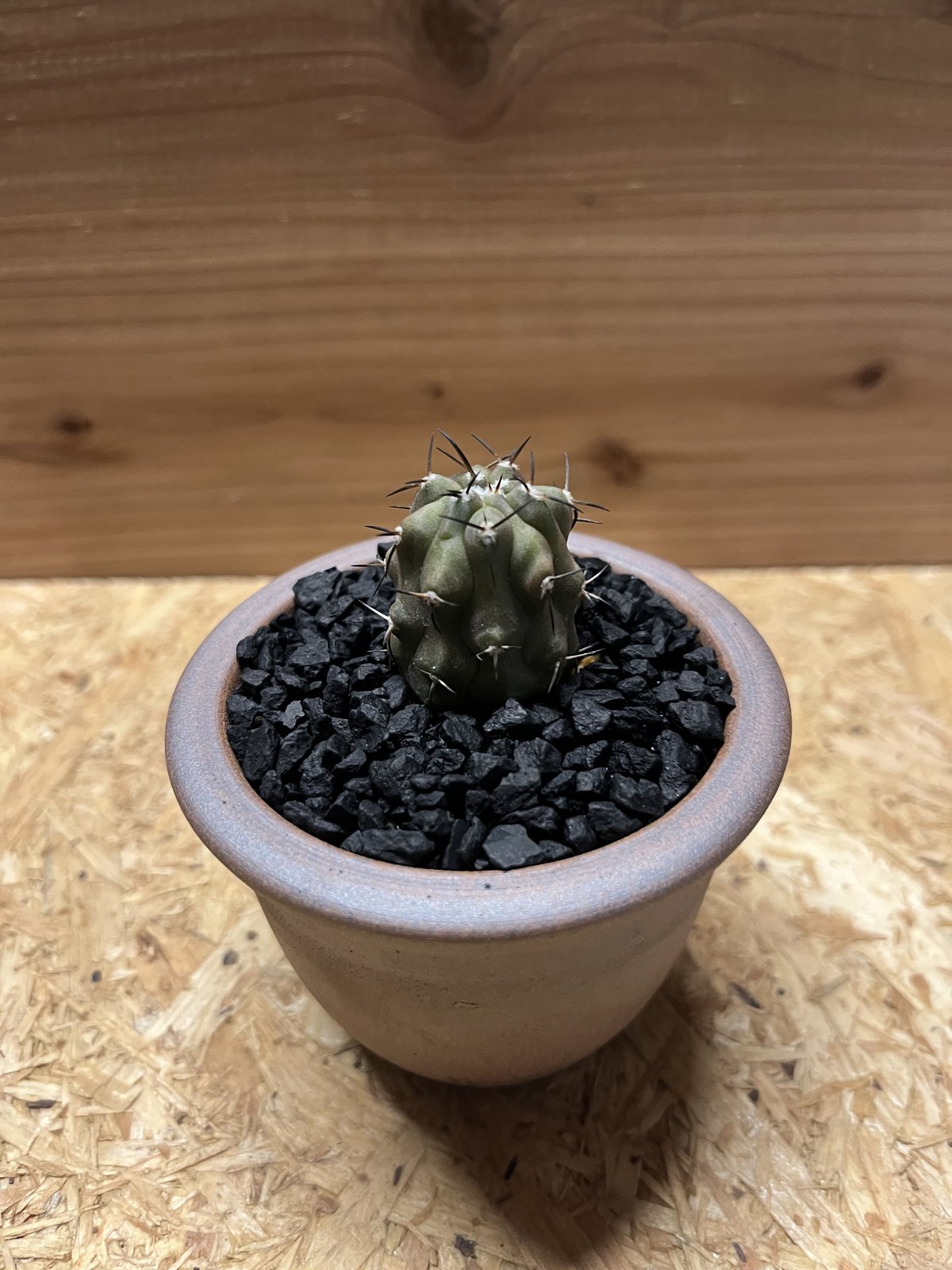 コピアポア シネレア 黒王丸 5産地 各20粒ずつセット