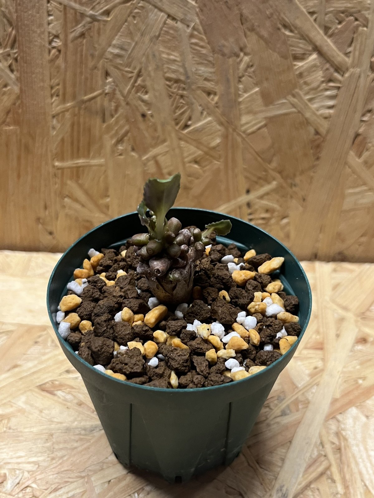 オトンナ アルミアナ | GREEN LUCK