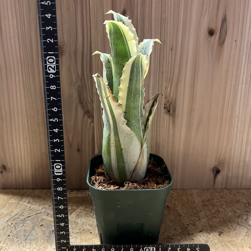 ホヘンベルギア カーラ No.001 鉢、送料込 メルカリ便 ホヘンベルギア