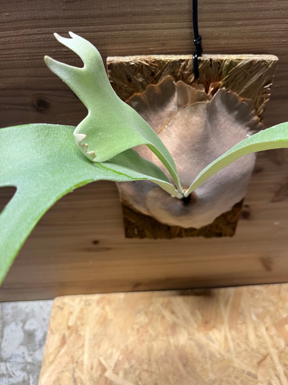 ビカクシダ ペガサス | GREEN LUCK