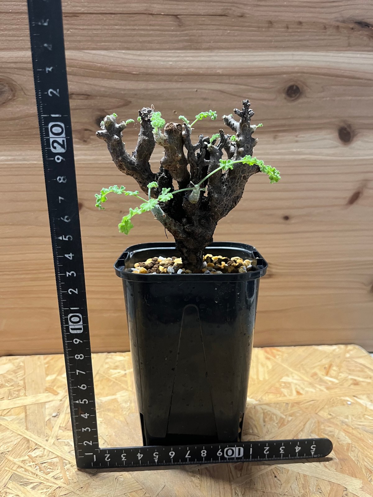 ペラルゴニウム アルテルナンス | GREEN LUCK