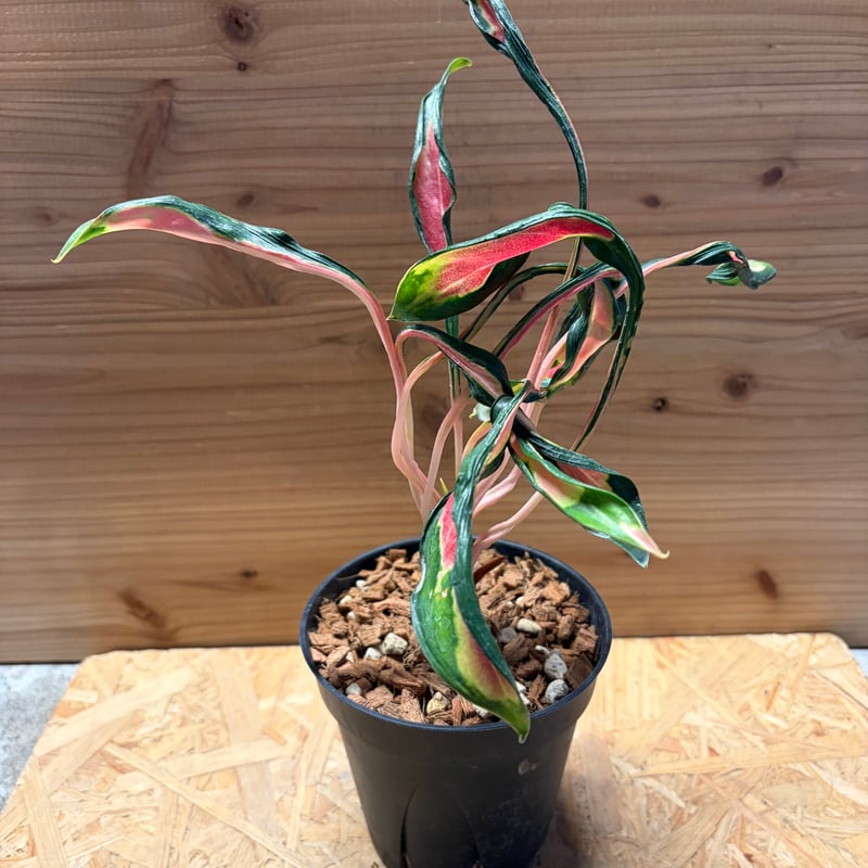 その他観葉植物 Aglaonema Medusa アグラオネマ 'メデューサ' | GREEN LUCK