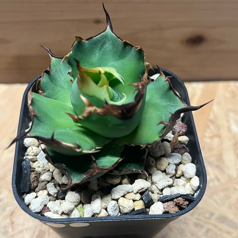 アガベ チタノタ ドラゴンクロウ | GREEN LUCK