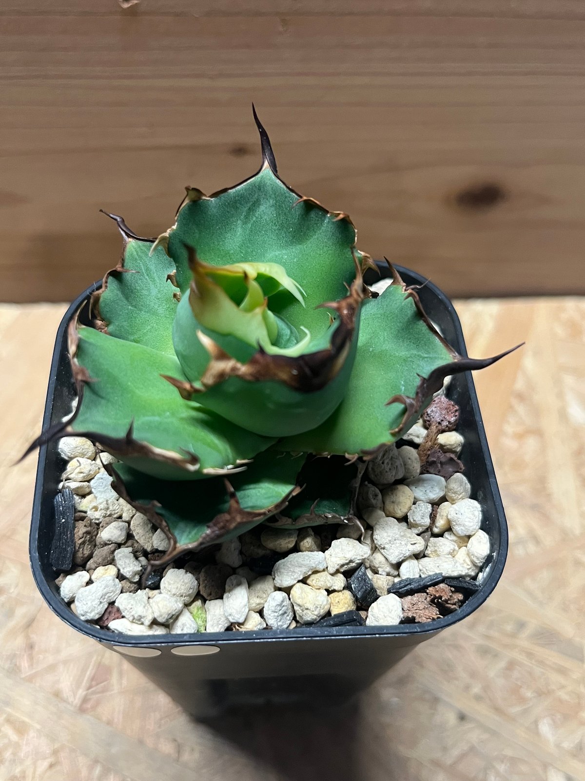 アガベ チタノタ ドラゴンクロウ | GREEN LUCK