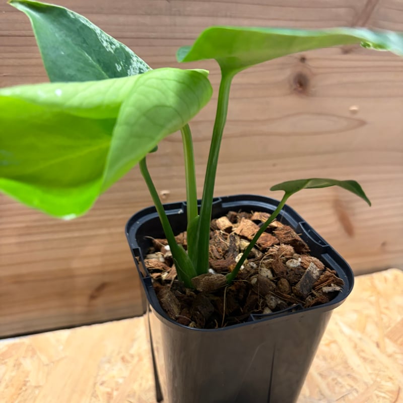 モンステラ デリシオーサ 'バルバソー' | GREEN LUCK