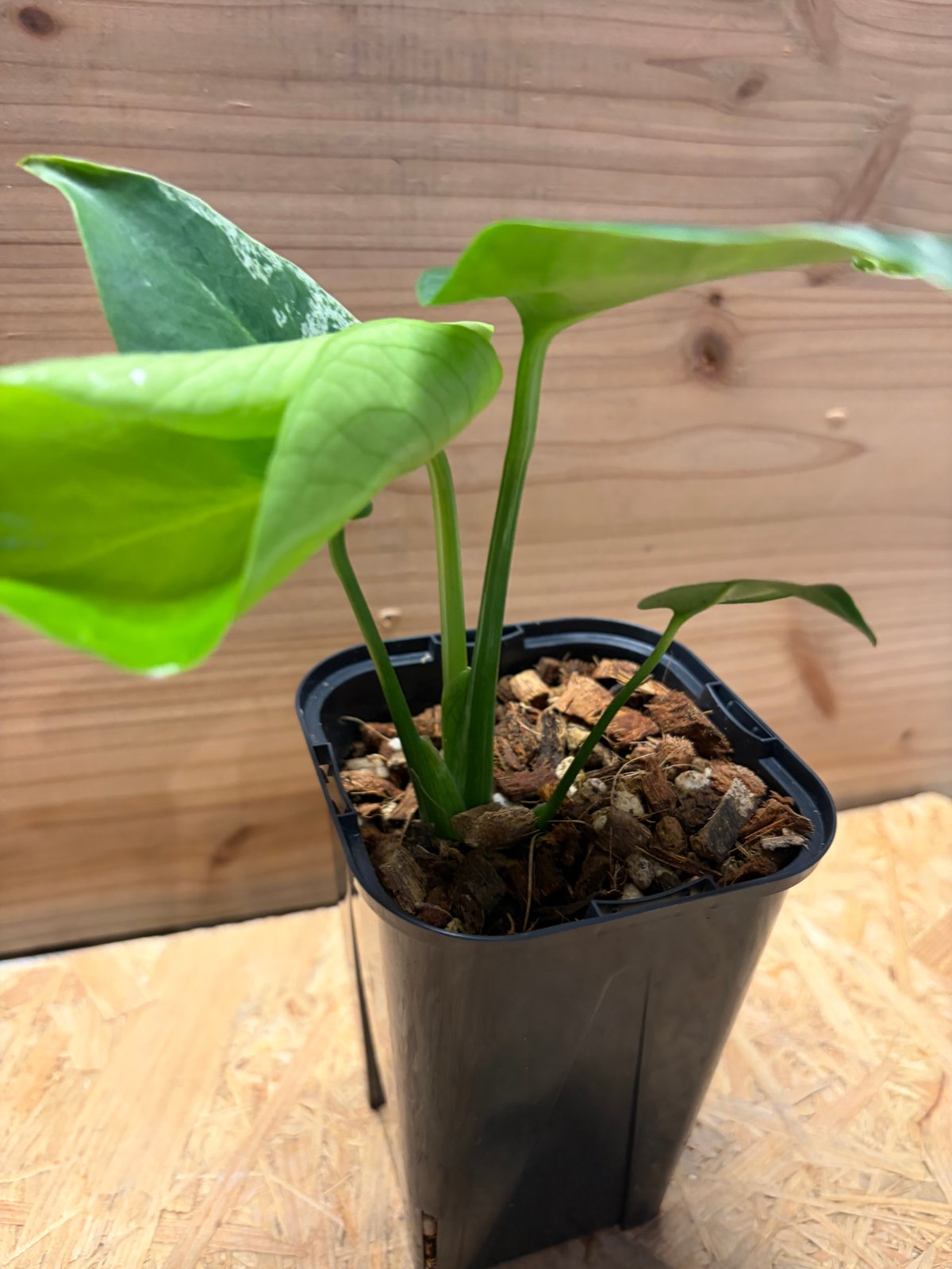 モンステラ デリシオーサ 'バルバソー' | GREEN LUCK