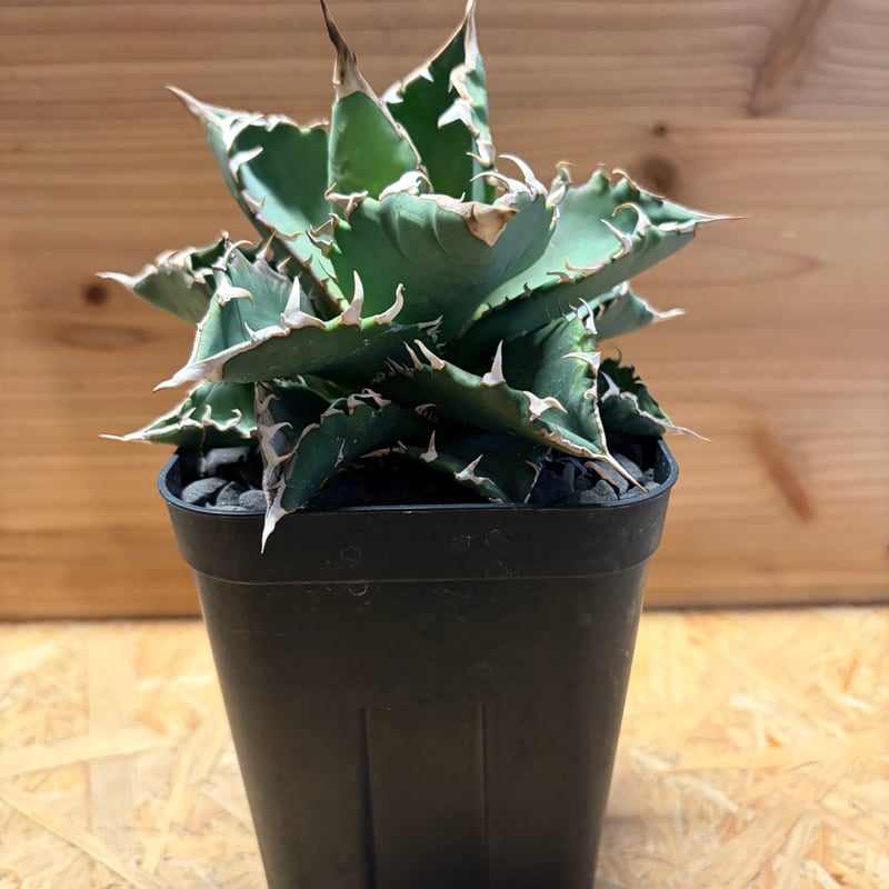 アガベ チタノタ '狂刺318' | GREEN LUCK
