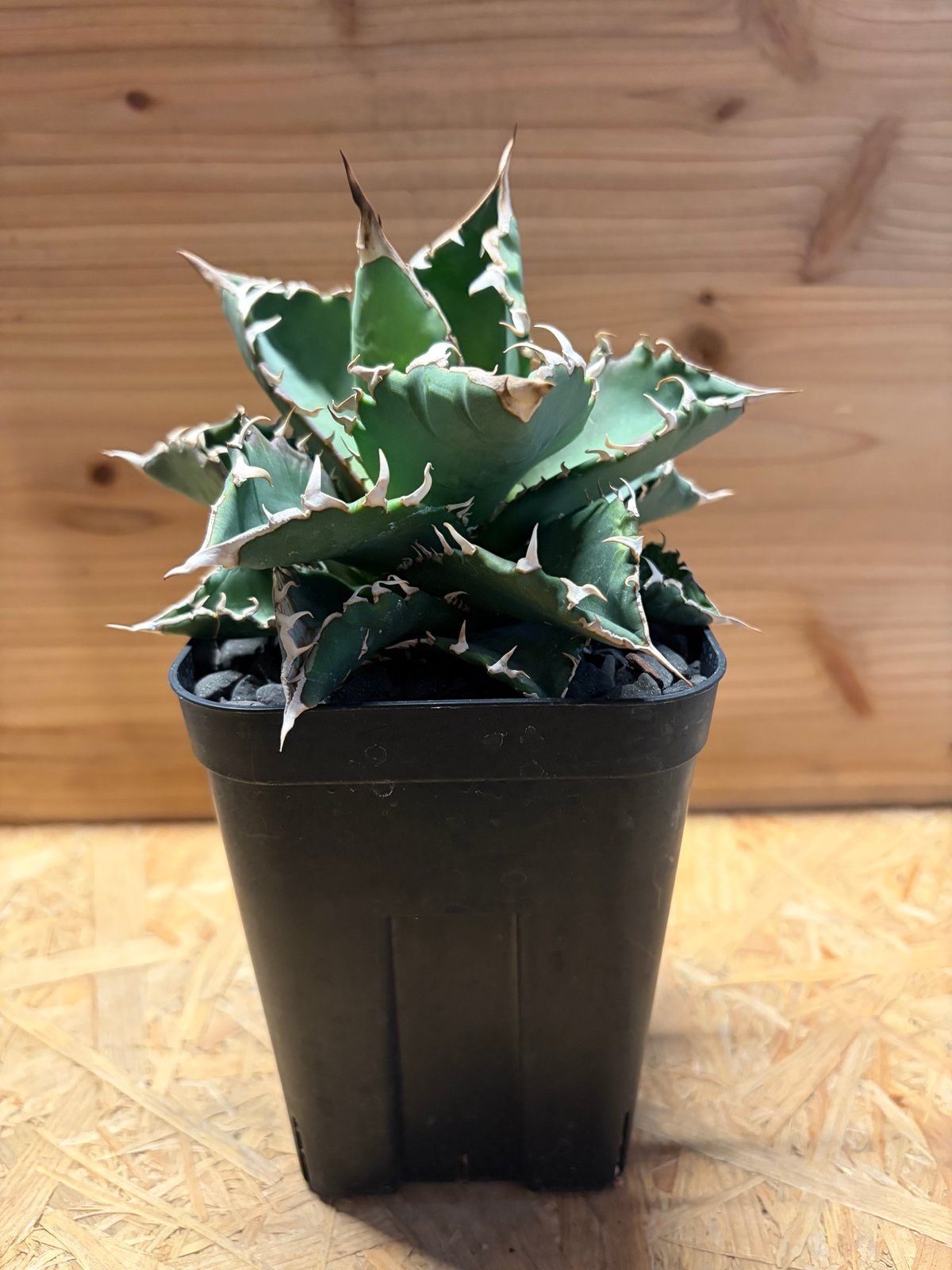 アガベ チタノタ '狂刺318' | GREEN LUCK