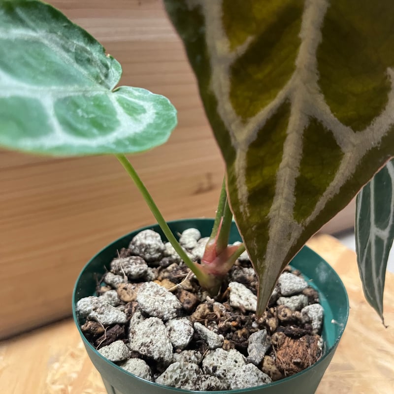 砂漠のバラ 鑑賞石 奇石 石台 薔薇 ローズ・ド・サハラ